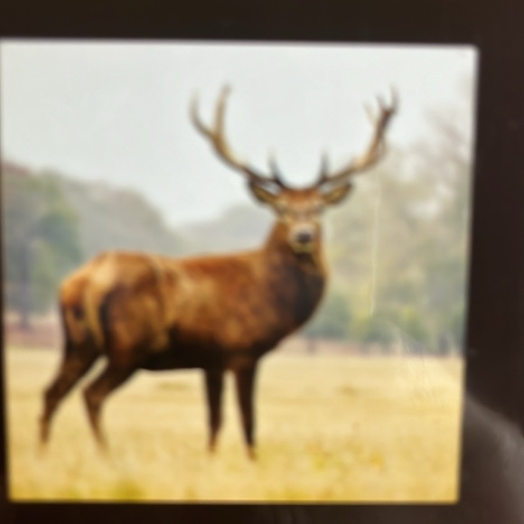 North America Wild Life 2025 12 Month Calendar NIP - Picture 13 of 16